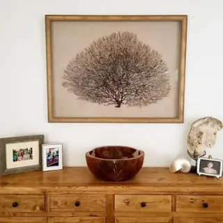 Pressed sea fan on linen in a gold-toned frame, above a wooden dresser